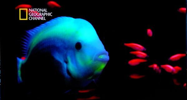芝林吸睛觀賞魚 林育禾學長獨步全球圖片