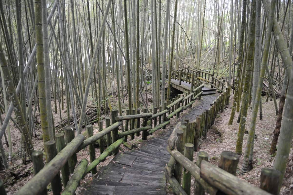 <地區校友會動態>台南校友會嘉義特富野古道健行圖片